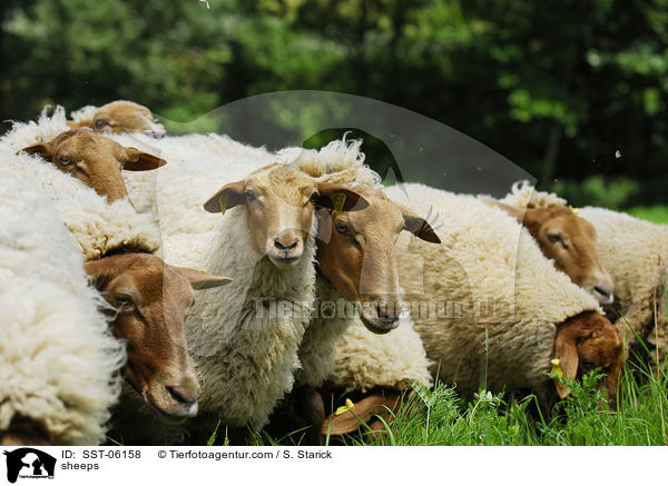 sheeps / SST-06158