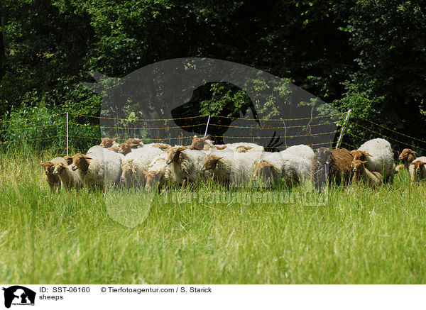 sheeps / SST-06160