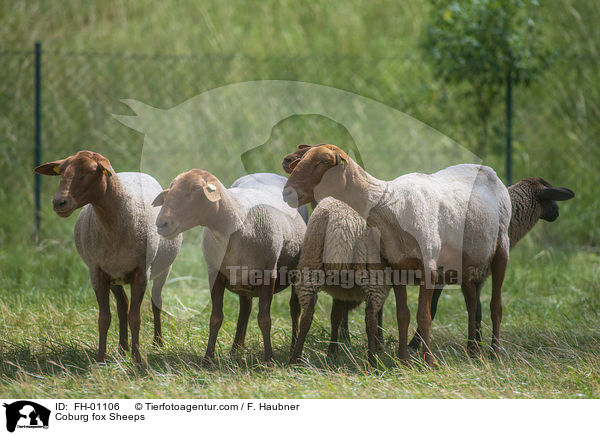 Coburger Fuchsschafe / Coburg fox Sheeps / FH-01106