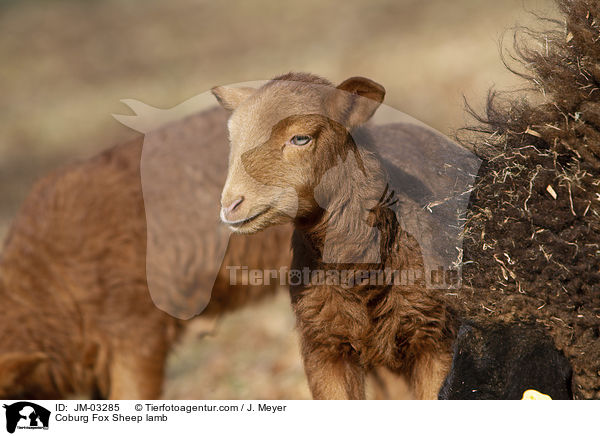 Coburger Fuchsschaf Lamm / Coburg Fox Sheep lamb / JM-03285