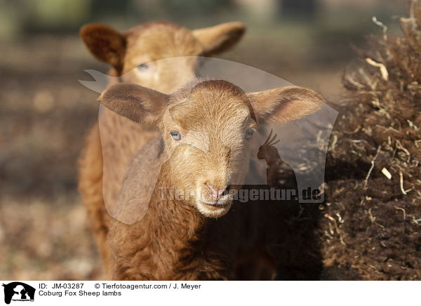 Coburg Fox Sheep lambs / JM-03287