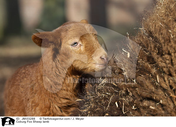Coburger Fuchsschaf Lamm / Coburg Fox Sheep lamb / JM-03288