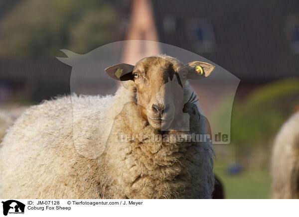 Coburg Fox Sheep / JM-07128