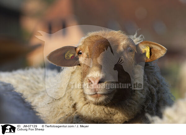 Coburg Fox Sheep / JM-07129