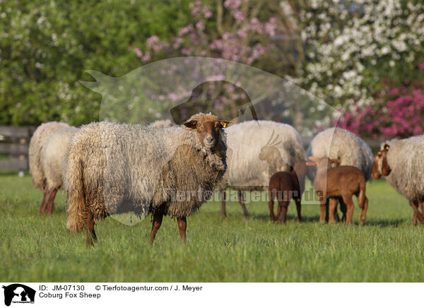 Coburg Fox Sheep / JM-07130