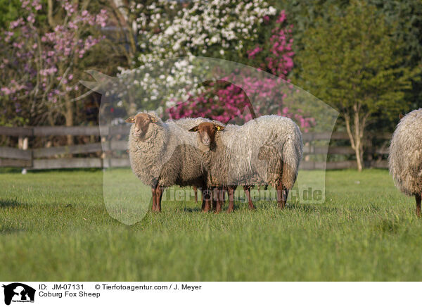 Coburg Fox Sheep / JM-07131
