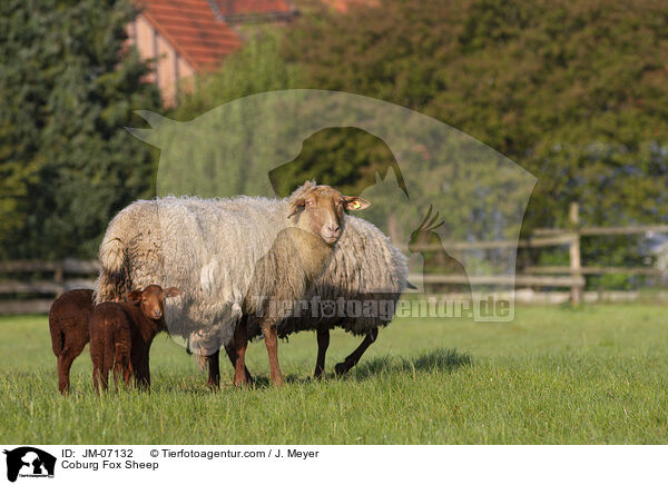 Coburg Fox Sheep / JM-07132