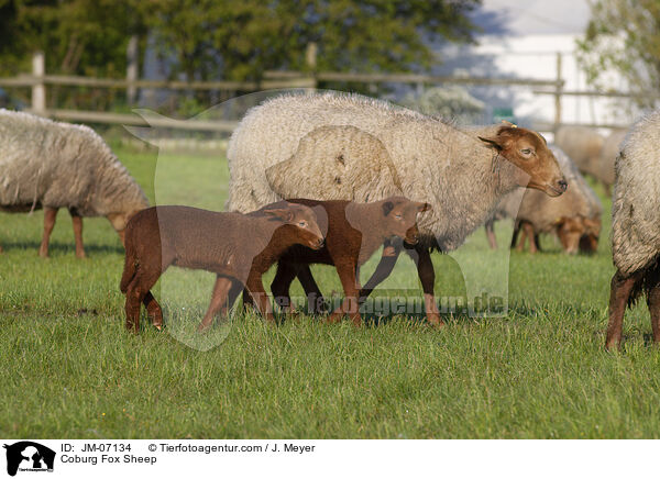 Coburg Fox Sheep / JM-07134