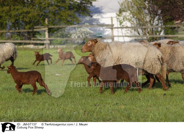 Coburger Fuchsschaf / Coburg Fox Sheep / JM-07137