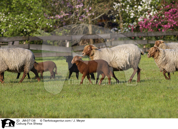 Coburg Fox Sheep / JM-07138