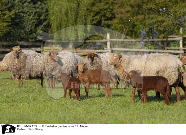Coburg Fox Sheep / JM-07139