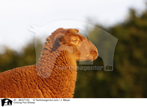 Coburg Fox Sheep / JM-07140