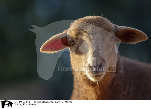 Coburg Fox Sheep / JM-07141