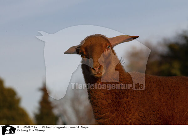 Coburg Fox Sheep / JM-07142