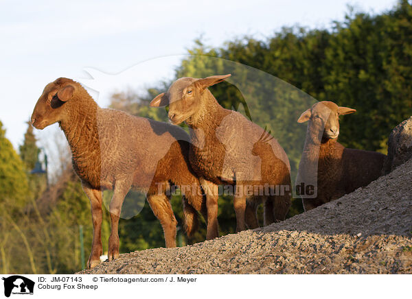 Coburg Fox Sheep / JM-07143