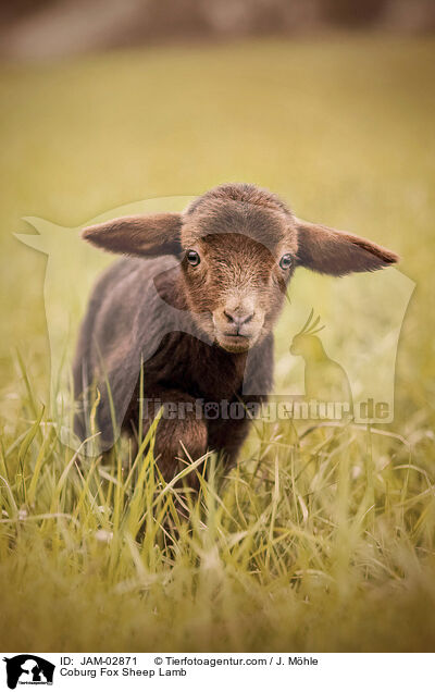 Coburg Fox Sheep Lamb / JAM-02871