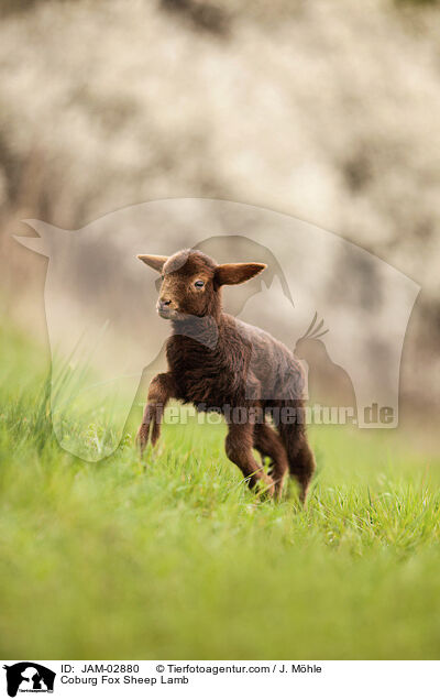 Coburg Fox Sheep Lamb / JAM-02880