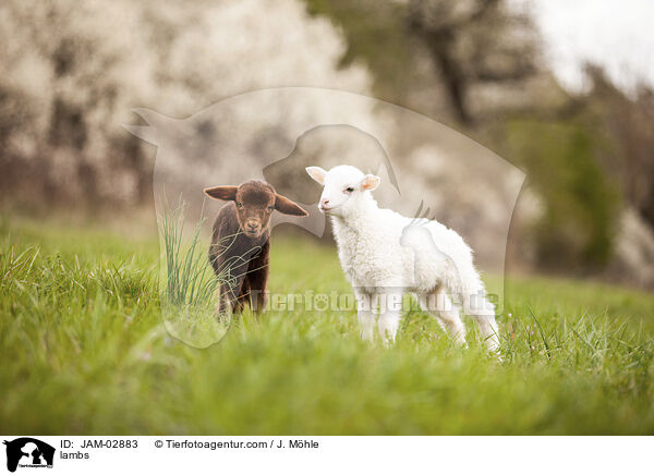 lambs / JAM-02883