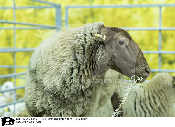 Coburger Fuchsschaf / Coburg Fox Sheep / HBO-06349