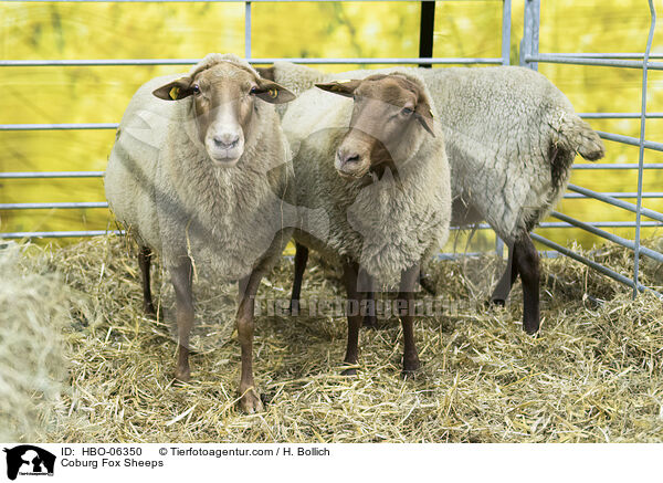 Coburger Fuchsschafe / Coburg Fox Sheeps / HBO-06350