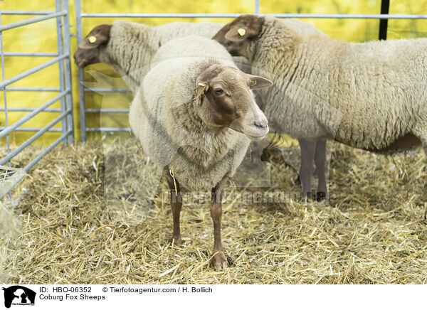 Coburg Fox Sheeps / HBO-06352