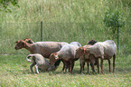 Coburg fox Sheeps