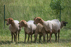 Coburg fox Sheeps