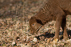 Coburg Fox Sheep lamb