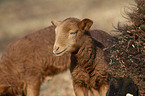 Coburg Fox Sheep lamb