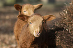 Coburg Fox Sheep lambs