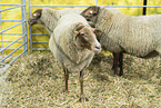 Coburg Fox Sheeps