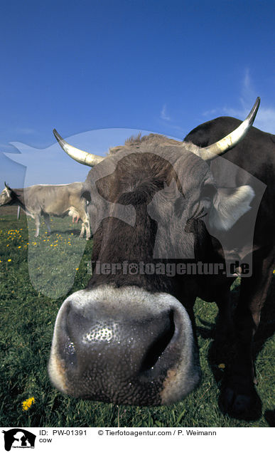 cow / PW-01391