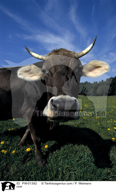 cow / PW-01392