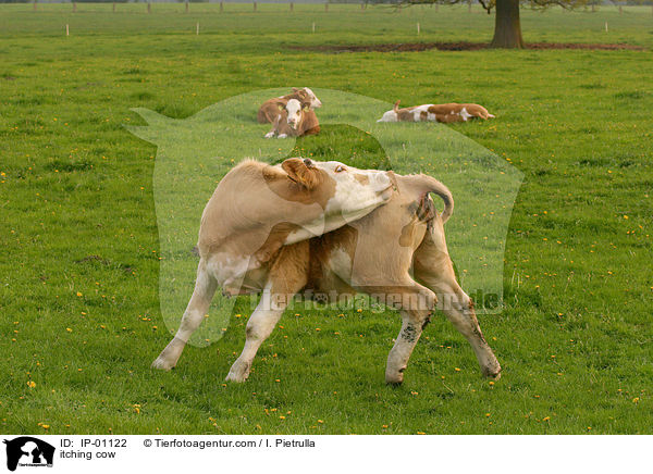 Kuh juckt sich / itching cow / IP-01122
