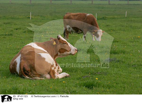 liegende Kuh / lying cow / IP-01123