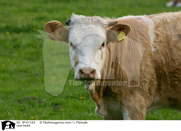Rinderkopf / cow head / IP-01124