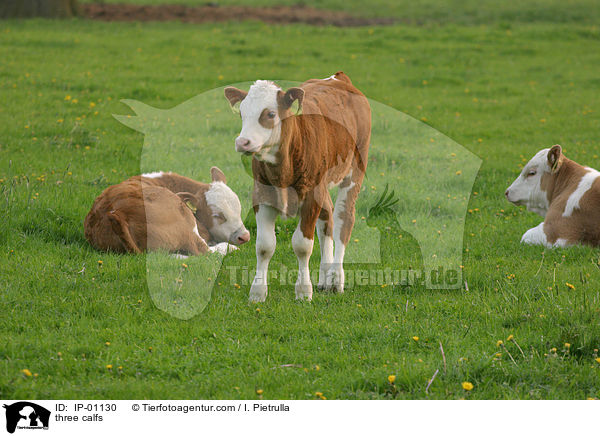 three calfs / IP-01130