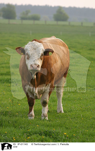 Kuh / cow / IP-01140