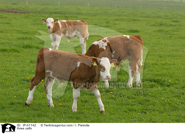 drei Klber / three calfs / IP-01142