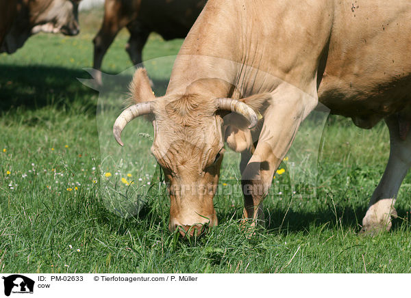 Rind / cow / PM-02633