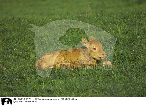 lying calf on meadow / DMS-01175