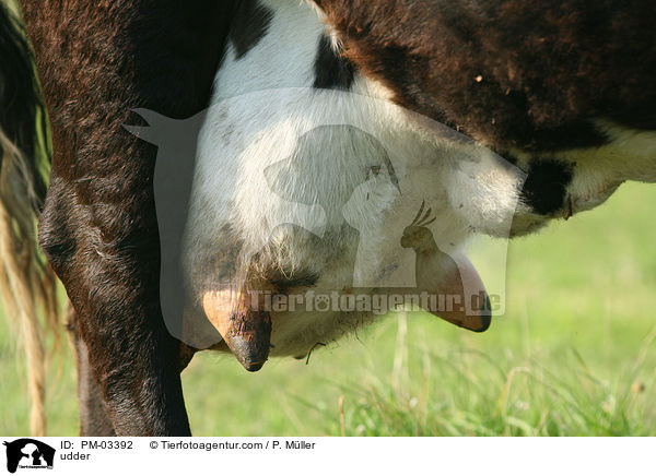 Euter einer Kuh / udder / PM-03392