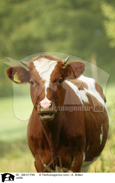 Kuh / cattle / AB-01799