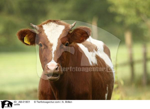 cattle / AB-01801