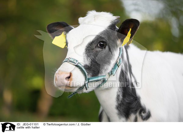 Kuh mit Halfter / cattle with halter / JEG-01101