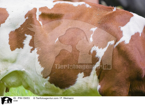 cow / PW-15653