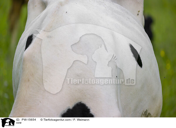 cow / PW-15654