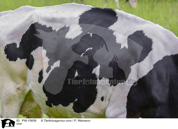 cow / PW-15656