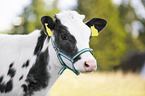 cattle with halter