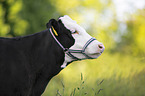 cattle with halter